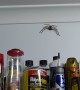 Australians Share Garage With Giant Huntsman Spider