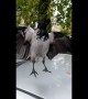 Pet Crows Shows Off Stick Trick