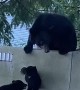 Dramatic Baby Bear Struggles To Climb Barrier