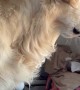 Golden Retriever Only Responds To Chicken