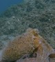 Underwater Video Shows Octopus Camouflaging
