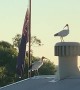 Australian White Ibis Riding on Whirlybird