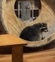 Raccoon Hamster Wheel