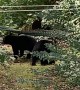 Mama Bear Relaxes While Cubs Play in Hammock