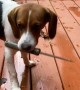 Puppy Brings a Knife Home