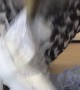 Barking Owl Tears up Paperwork