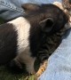 Cute Piglet Helps to Clean Kitty