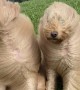 Goldendoodles Wild Hair in High Winds