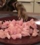 Kitty Stealing Some Dinner Sends Plate Flying