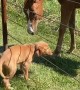 Puppy and Colt Are Best of Friends