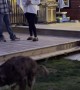 Marriage Proposal Interrupted by Doggy’s Bathroom Break