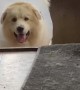 Cone Can’t Stop Doggy From Squeezing Through Gate