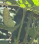 Monarch Caterpillar Transforms into a Chrysalis