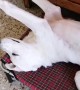 Puppy Has Derpy Sleeping Position