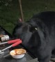 Bear Enjoys Some BBQ