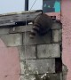 Raccoon Almost Too Portly to Push Through Hole