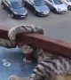 Playful Cat Nearly Falls From Balcony