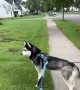Husky Stops in His Tracks When he Spots Halloween Decoration