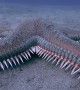 Spiked Starfish Scuttles By