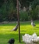 Cheeky Crow Feeds Pigeon Friends