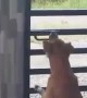 Determined Dog Frees Friends