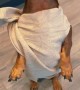 Pup pulls off flawless impression of Dobby from \'Harry Potter\'