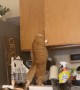 Cat That Wants More Treats Doesn't Let Cupboard Stop Him