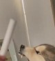 Malamute Growls at Man and Brush
