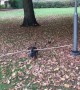 Mini Dachshund Fetches Huge Stick
