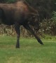 Baby Moose Testing Mama Moose in Yard