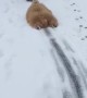 Silly Goldendoodle Becomes Adorable Snow Shovel