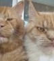 Grump Cat Couple Hang Tongues Out