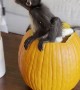 Spider Monkey Sits Inside Pumpkin