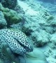 Eel Greets Diver in Maldives