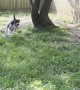 Tall Fence Doesn't Slow Down Lexi the Jumping Dog