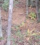 Bear Climbs Up Tree Stand
