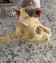 Hairless Cats Playing with a Skinless Cat Toy