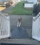 Boxer Leaps Up Steps in Slo-Mo