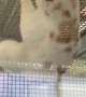 Rescue Cat Climbs Cage