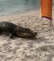 Croc Crawls Up for Food