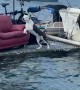 Guard Dog Protects Boat Passing By