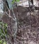 Rescuing a Fawn  Whitetail Deer Stuck in Fence