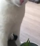 Catnip Causes Colossal Sneezes