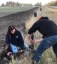 Moose Calf Freed From Fence