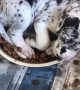 Puppy Enjoys Breakfast in Bed