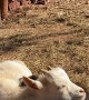 Dwarf Goats Cuddle in Sunshine