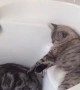 Three Cats Enjoy Naptime in the Bathtub