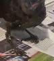 Abandoned Baby Crow Rescued