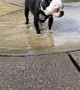 Random Dog at the Park Swallowed too Much Water