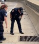 Police rescue kitten from the side of the highway